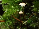 Gymnopus androsaceus image