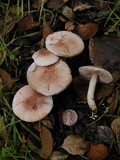 Agaricus semotus image