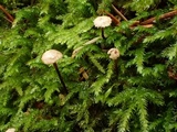 Gymnopus androsaceus image