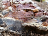 Ganoderma sessile image