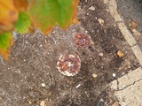Ganoderma sessile image