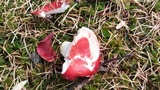 Russula silvicola image