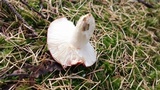 Russula silvicola image
