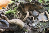 Ionomidotis irregularis image