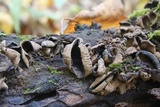 Ionomidotis irregularis image