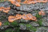 Phlebia radiata image