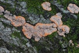 Phlebia radiata image