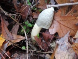 Phallus ravenelii image