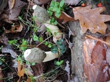 Phallus ravenelii image