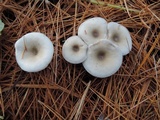 Clitocybe vibecina image