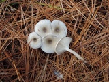 Clitocybe vibecina image