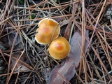 Cortinarius vibratilis image