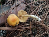 Cortinarius vibratilis image