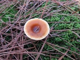 Hygrophoropsis aurantiaca image