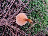 Hygrophoropsis aurantiaca image
