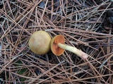 Cortinarius semisanguineus image