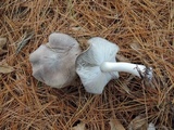 Tricholoma terreum image