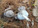 Tricholoma terreum image