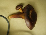 Chroogomphus vinicolor image