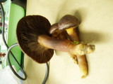 Chroogomphus vinicolor image