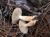 Lactarius vinaceorufescens image
