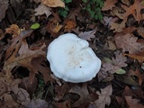 Clitocybe robusta image