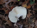 Clitocybe robusta image