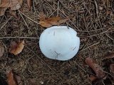 Clitocybe robusta image
