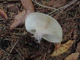 Clitocybe robusta image