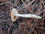 Cortinarius vibratilis image