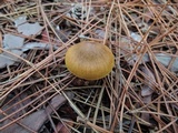 Cortinarius semisanguineus image