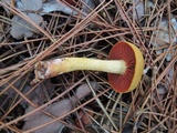 Cortinarius semisanguineus image