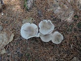Hygrophorus pustulatus image