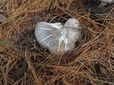 Tricholoma terreum image