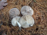 Tricholoma terreum image