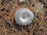 Tricholoma terreum image