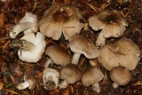 Tricholoma scalpturatum image