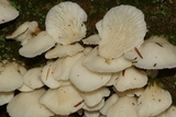 Pleurocybella porrigens image