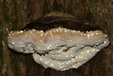 Fomitopsis ochracea image
