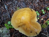 Cortinarius caperatus image