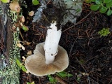 Cortinarius caperatus image