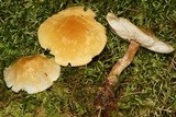 Cystoderma amianthinum image