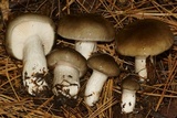 Hygrophorus fuligineus image