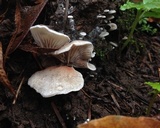 Entoloma byssisedum image