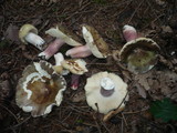 Russula amoena image