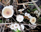 Collybia cookei image