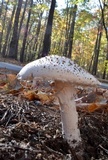 Amanita magniradix image