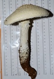 Amanita magniradix image