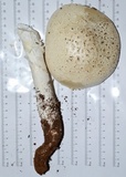 Amanita magniradix image