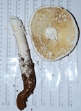 Amanita magniradix image